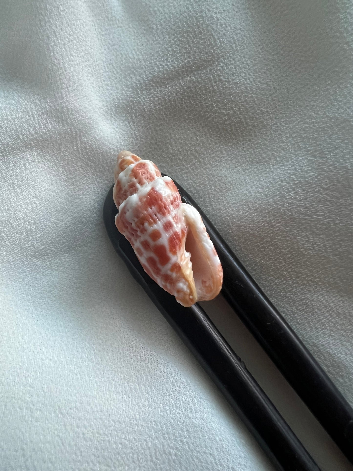 Red miter shell hair pick (black)